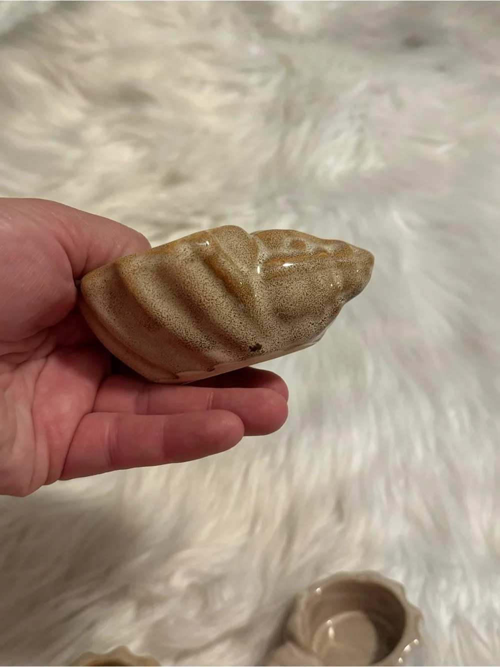N/A trio seashell